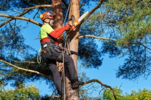 Tree Surgeons Doncaster