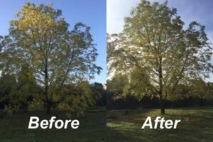 Tree Surgeons Doncaster