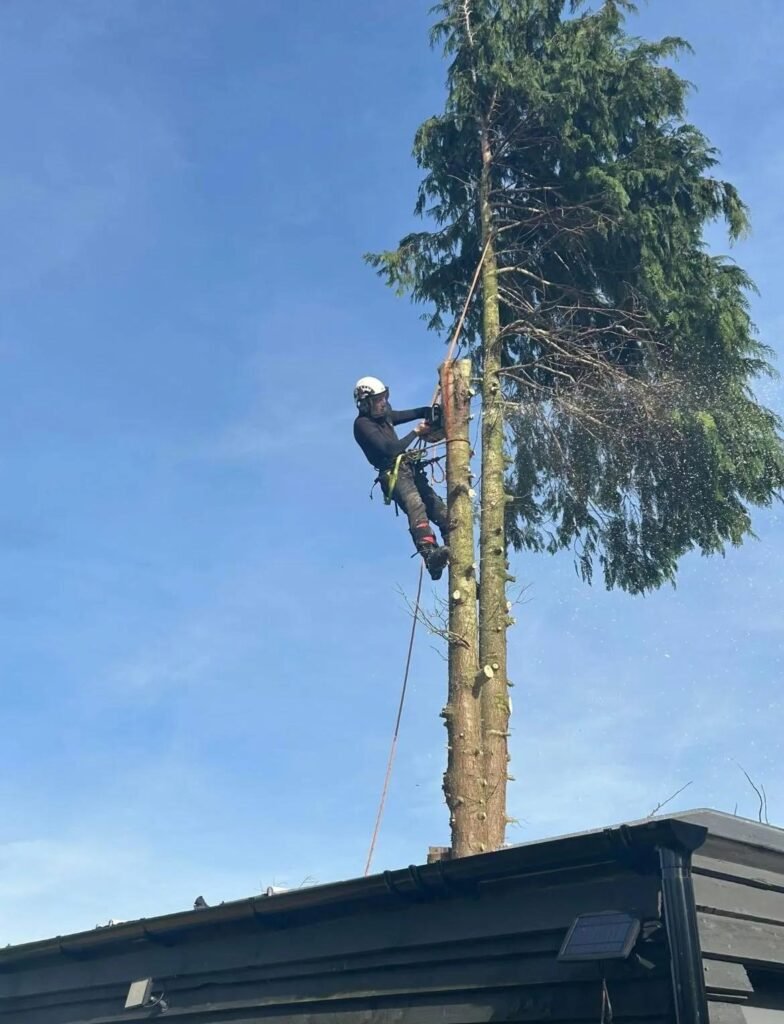 Tree Surgeons Doncaster