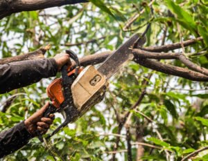 Tree Surgeons Doncaster